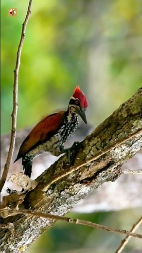 Woodpecker Pecking Sounds in the Wild