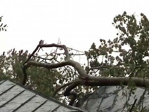 If a tree falls, who pays to clean it up?