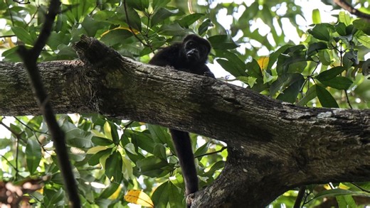 Des dizaines de "singes hurleurs" tombent sous l’effet des chaleurs extrêmes au Mexique