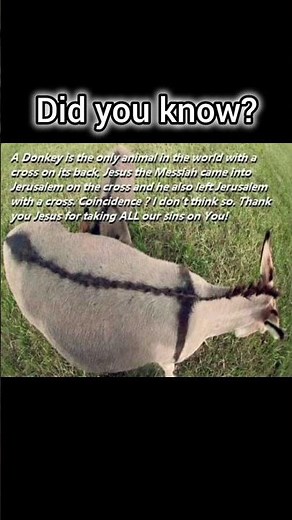 Donkey is the only animal with cross on it's back.