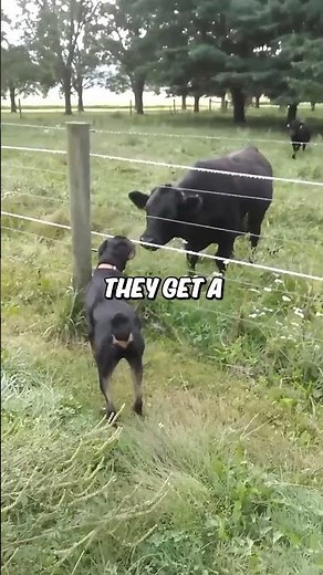 Virtual Fencing: How GPS Technology Is Revolutionizing Livestock Farming