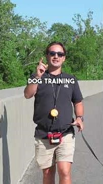 Stop your dogs constant whining!