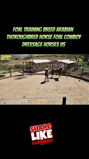 FOAL Training for Arabian and Thoroughbred Horses