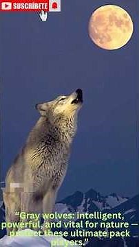 “Gray Wolves: Nature’s Ultimate Team Players 🐺 | Educational Short”
