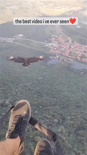 Nature Blessed on Instagram: "Post No.224In a world of concrete and glass, we often forget that the sky was never meant for us. We use nylon and physics to claim our place in the clouds. But sometimes, the true masters of the air decide to welcome us. This isn't just a flight—it’s a rare alignment between man and nature. 🦅🌤️ While the world below is busy scrolling, two different worlds just collided at 10,000 feet. An apex predator, the eagle, chooses not to flee, but to land. It’s a moment wh