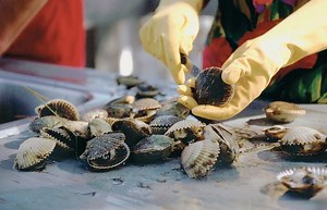 4.2K views · 152 reactions | Steinhatchee, Homosassa and Crystal River are hotbeds for scallops. Catching them can be fun; eating them is the reward. #LoveFL | VISIT FLORIDA | Facebook