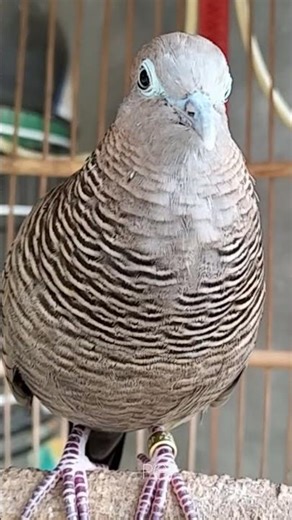 Perkutut Lokal Gacor Suara Kung Besar Pancingan Burung Perkutut Agar Bunyi #shorts