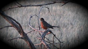The Harbinger of Spring.. My old man has a saying “The Robin gets snowed on three times” 🤣 | ND Wildlife and Landscapes
