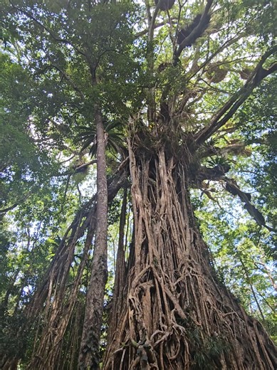 curtain fig trees are amazing #fnq #australia #travel #explore #travelaustralia