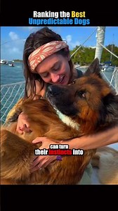 Is Your Dog On This List?! Top 5 Most Unpredictable Dogs 🐶