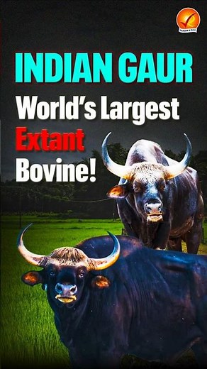 Tiger vs Indian Gaur: World’s Largest Extant Bovine!