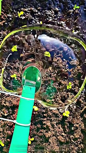 The Spoon Method: A Simple Trick to Protect Your Young Seedlings