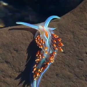 Hermissenda opalescens by @waterbod follow @ifyouhigh | ifyouhigh