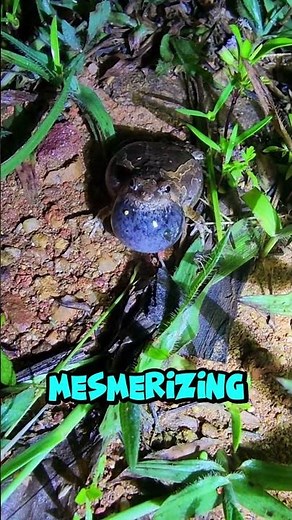 Frogs EXPLODE with mating calls in a wild swamp night