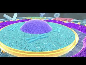 Cell Structure and Function: The Building Blocks of Life Explained