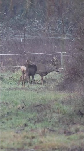 Chevreuils du matin 🦌💚 #photographeanimalier #wildlifephotographer #chevreuil