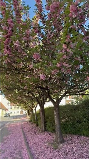 🌸 Wenn es Blüten regnet in Gleisdorf – japanische Kirschblüte in voller Pracht