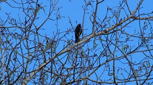 Brown-headed Cowbird (Molothrus ater) in a tree calling and making sounds