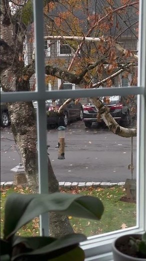 Cute Bird Eating from Tree Feeder 🐦 | Peaceful Nature Short