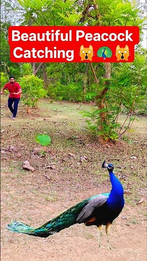 Beautiful Peacock Catching Video 🦚 | Amazing Bird Catching Skills in Forest | Viral Peacock Video