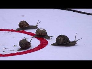🐌“Jeff” beats the competition at World Snail Racing Championship