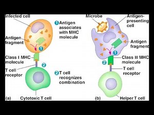 MHC 1 - Major Histocompatibility Complex I