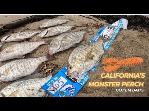 Best Baits for California Surfperch Fishing