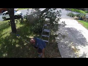 Man Gets Hit By Broken Tree And Falls Off Ladder While Cutting Them - 1249093