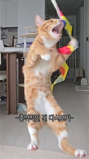 고양이는 날 수 있구나...그렇구나...