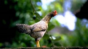 CHICKEN MONKEY DUCK Lyrics - MIKE PHIRMAN | eLyrics.net