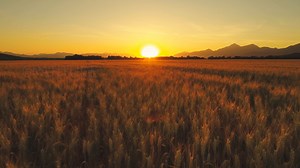 Thanksgiving Beswick