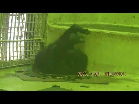 ろじゃー 2025．8．28 その4