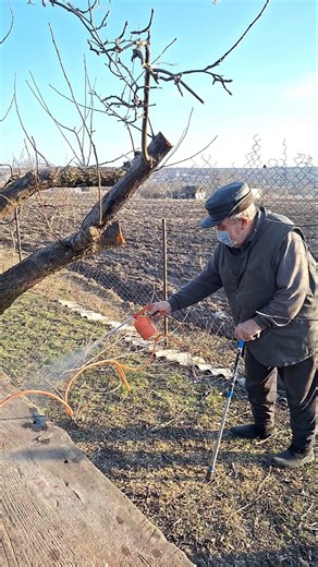 Orchard Spraying Process #garden #fruittrees #gardening #plantcare #homestead #farmroutine #shorts