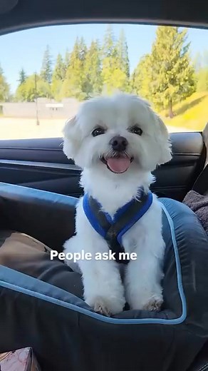 Duh 🙄 so cute | Maltese Community