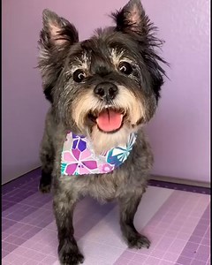 This dog groomer is a real pro at scrubbing up these doggos 🛁 🐶 | Furry Tails