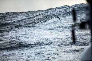 91K views · 2.4K reactions | WOW!  Check out this incredible albatross footage direct from the Southern Ocean, thanks to Team AkzoNobel | The Ocean Race | Facebook