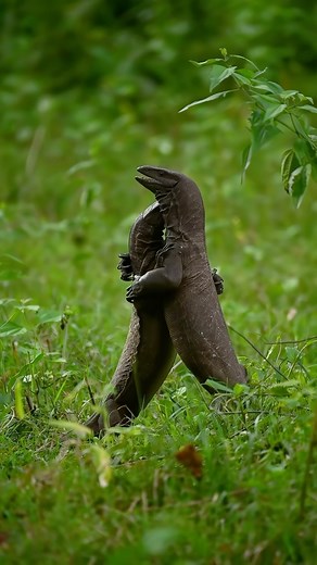Manoj PM on Instagram: "“An intense and rare encounter between two powerful monitor lizards, capturing the raw and untamed spirit of the wild. Witness nature’s drama unfold! 🦎🔥 Ever witnessed Territory Fight?"