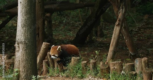 Red Panda Panda Goes To Drink Water In Slow Motion. Ailurus Fulgens Or Lesser Panda Is Small Mammal Native To The Eastern Himalayas And Southwestern China. Red Pandas Are Also Symbol Of Goodness And