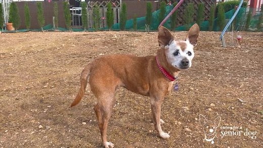 How to Help a Senior Dog Gain Weight: 22 Golden Tips - Caring for a Senior Dog