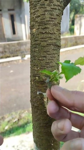 the process of increasing the number of branches on a mulberry tree so that it will produce