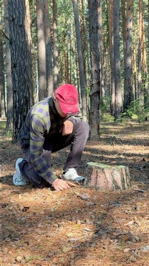 How to identify a healthy mushroom 🍄‍🟫🍃 #bushcraft #survival #outdoors #eating