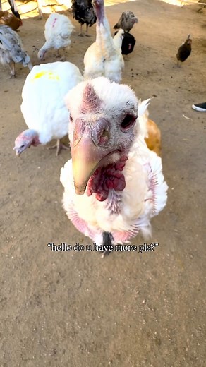 Every year we present our turkeys with a sample platter of some of their favorite foods! From pie and popcorn to grapes, berries, and more, our wonderful turkeys feast on this platter to decide what YOU can feed them this Thanksgiving! 🦃 🫐🍿 Join us at both our Tennessee AND California locations on 11/27 for a heartfelt celebration that honors our beautiful turkeys! The Gentle Barn invites you to our annual Gentle Thanksgiving, where you can cuddle with turkeys, feed them this years favorite s