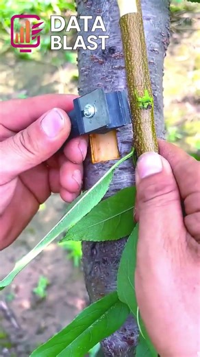 New Grafting Tool Makes Perfect Plant Grafts #shorts