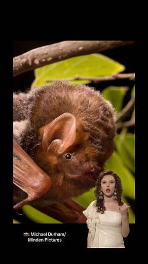 22K views · 704 reactions | Them: what's your favorite bat? Me: yes. | Bat Conservation International | Facebook