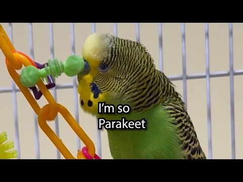 I'm So Parakeet! - Boba the Budgie - Talking Parakeet