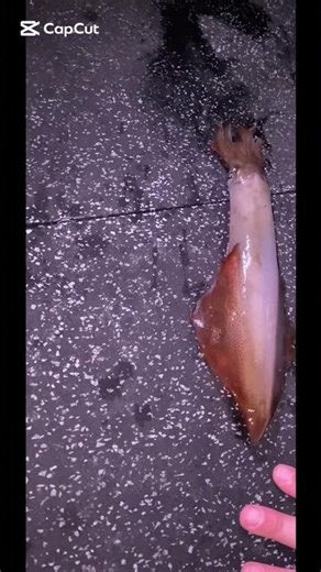 Easy way to kill a squid if you didn’t know and also please subscribe