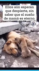 Diego Sanchez on Reels