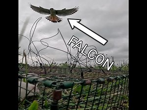 I Put a GoPro On My Falconry Trap (AMAZING Footage!)