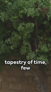 From shepherd boy to sovereign, King David's story is one of courage,...