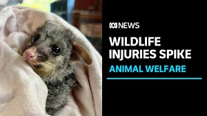 Wildlife injuries have jumped 50%, here's what you can do to help an animal in need | ABC News - The Global Herald